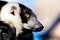 Closeup shot of a black and white ruffed lemur with blurred background