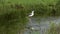 Closeup of shot Black winged stilt or Himantopus himantopus on one leg in shallow water at keoladeo ghana national park or