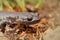 Closeup shot of blackbelly salamander on the forest ground