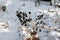 Closeup shot of blackberry fruits covered with frost in  winter