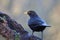 Closeup shot of the blackbird perched on a tree branch