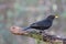 Closeup shot of the blackbird perched on a tree branch