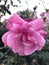 Closeup shot of a bloomed pink rose