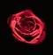 Closeup shot of a bloomed red rose on a black background