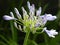 Closeup shot of blooming agapanthus flowers with greenery on the background