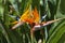 Closeup shot of blooming birds of paradise flowers
