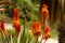 Closeup shot of blooming Bitter aloe plants