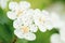 Closeup shot of blooming black chokeberry flowers