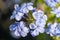 Closeup shot of blooming blue purple cape leadwort flowers