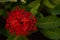 Closeup shot of blooming bright red ixora flowers