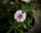 Closeup shot of a blooming china pink flower