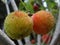 Closeup shot of blooming Chinese bayberry