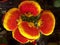 Closeup shot of blooming Crenateflower Calceolaria flowers