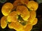 Closeup shot of blooming Crenateflower Calceolaria flowers