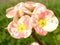 Closeup shot of blooming Crown Thorn flowers in the greenery