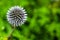 Closeup shot of blooming Echinops Ritro thistle flower on a blurred background