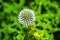 Closeup shot of blooming Echinops Ritro thistle flower on a blurred background