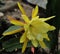 Closeup shot of a blooming Epiphyllum flower in the greenery