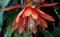 Closeup shot of a blooming Epiphyllum flower in the greenery