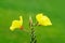 Closeup shot of the blooming evening primrose with a green blurred background.