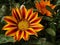 Closeup shot of blooming Gazania flowers in the greenery