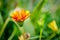 Closeup shot of a blooming Gazania harsh in a field