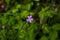 Closeup shot of blooming Herb robert flowers in the greenery
