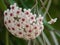 Closeup shot of blooming hoya flowers with greenery on the background