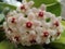 Closeup shot of blooming hoya flowers in the greenery at daytime