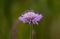 Closeup shot of a blooming Knautia arvensis flower