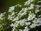 Closeup shot of blooming Lobularia flowers