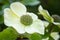 Closeup shot of a blooming pacific dogwood flower
