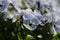 Closeup shot of blooming pansy flowers - perfect for background