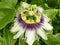 Closeup shot of blooming Passion flowers in the garden