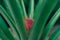 Closeup shot of a blooming pineapple plant