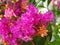 Closeup shot of blooming pink crape myrtle in the greenery