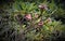 Closeup shot of blooming pink flowers in Seremban Malaysia