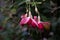 Closeup shot of blooming pink Fuschia flowers