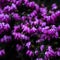 Closeup shot of blooming pink Heath flowers