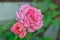 Closeup shot of blooming pink roses with dewdrops in the garden