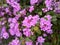 Closeup shot of blooming pink Trailing lantana flowers in a garden