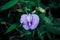 Closeup shot of a blooming purple Clitoria flower