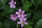 Closeup shot of blooming purple Oxalis oregana flowers with leaves on the background