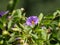 Closeup shot of a blooming purple Tasmanian Kangaroo Apple flower