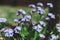 Closeup shot of blooming Scorpion grasses