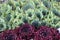Closeup shot of blooming Sempervivum tektorum plants