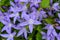 Closeup shot of blooming star-shaped bellflowers