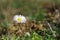 Closeup shot of a blooming tiny chamomile flower on a fresh field lawn