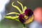 Closeup shot of a blooming tropical clamshell orchid flower