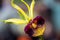 Closeup shot of a blooming tropical clamshell orchid flower